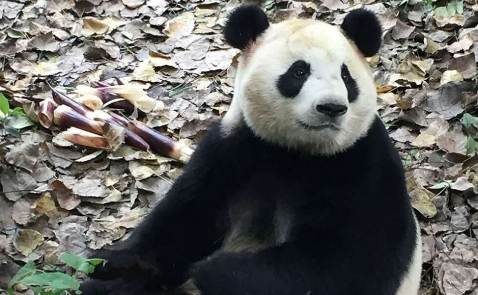 25 ting og begivenheder du skal glæde dig til i 2018