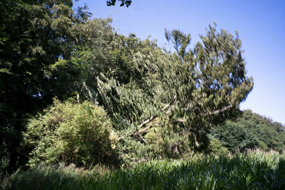 Rune Bosse, ’Træfald’, 2022.