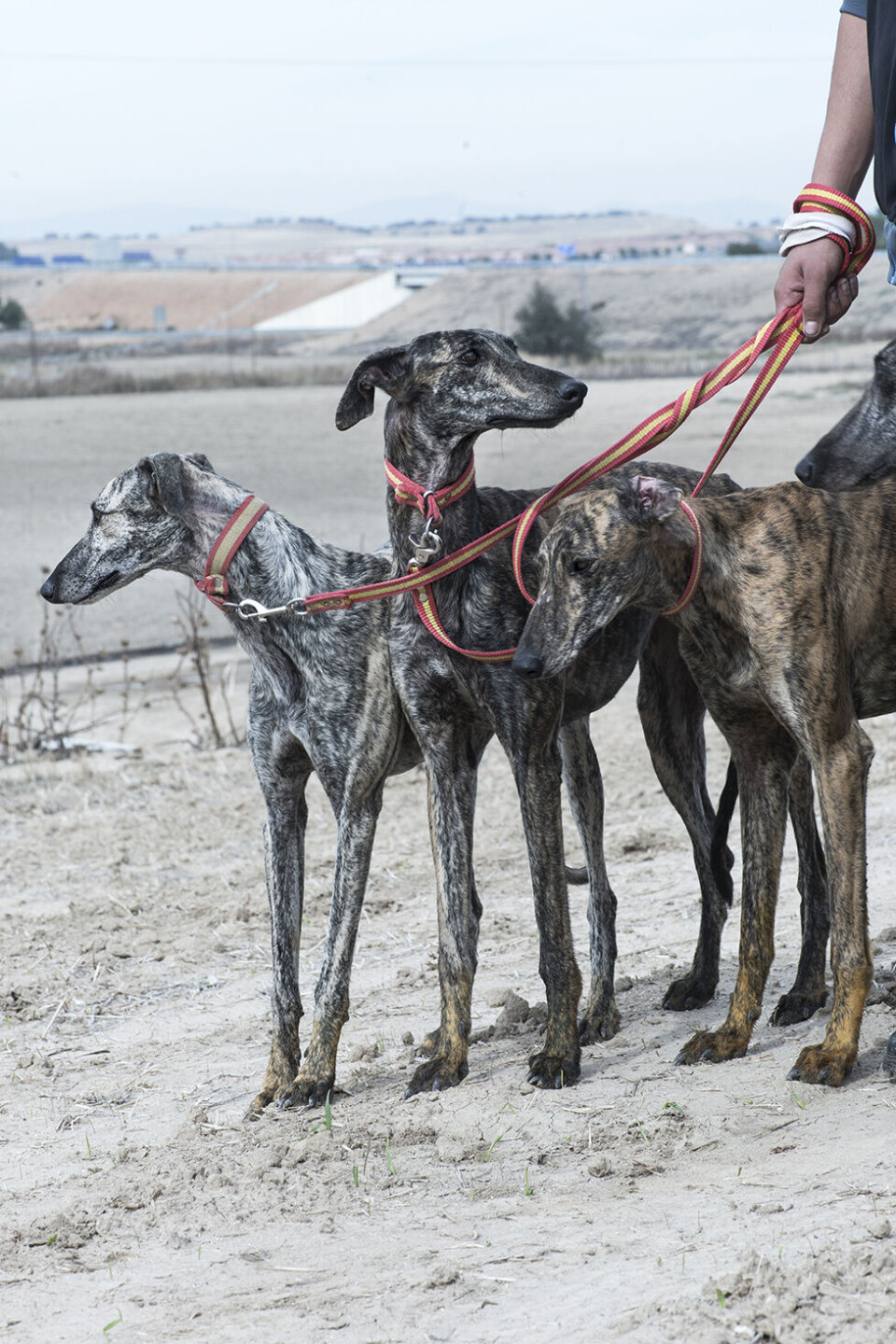 galgoer klar til løb.jpg