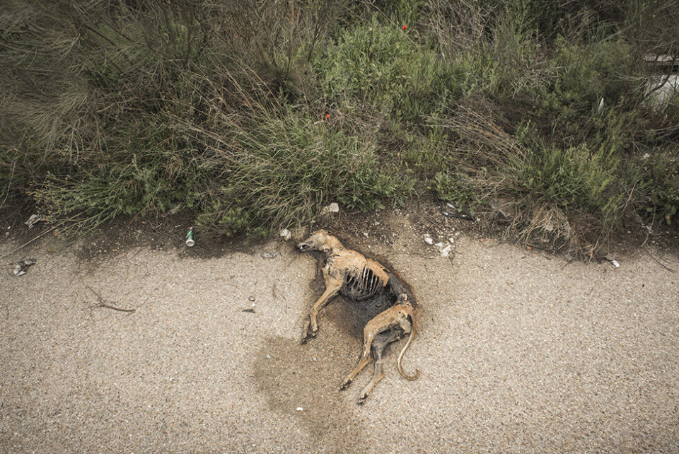 Billede 2 - død galgo.jpg