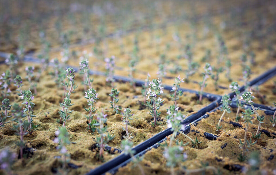 Lemon Thyme planting.jpg