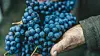 grapes-hands-vineyard.intext.jpg