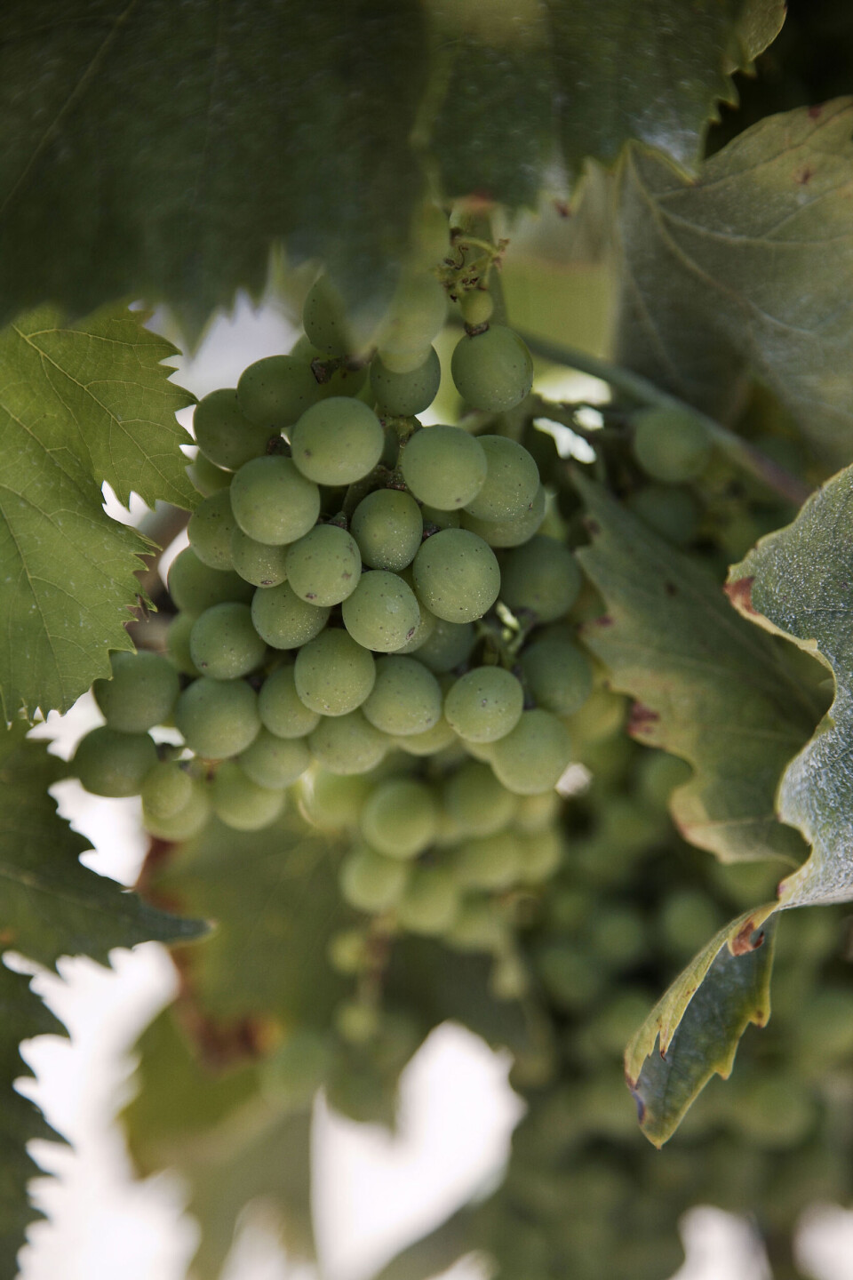 vinbog01-003167.jpg
