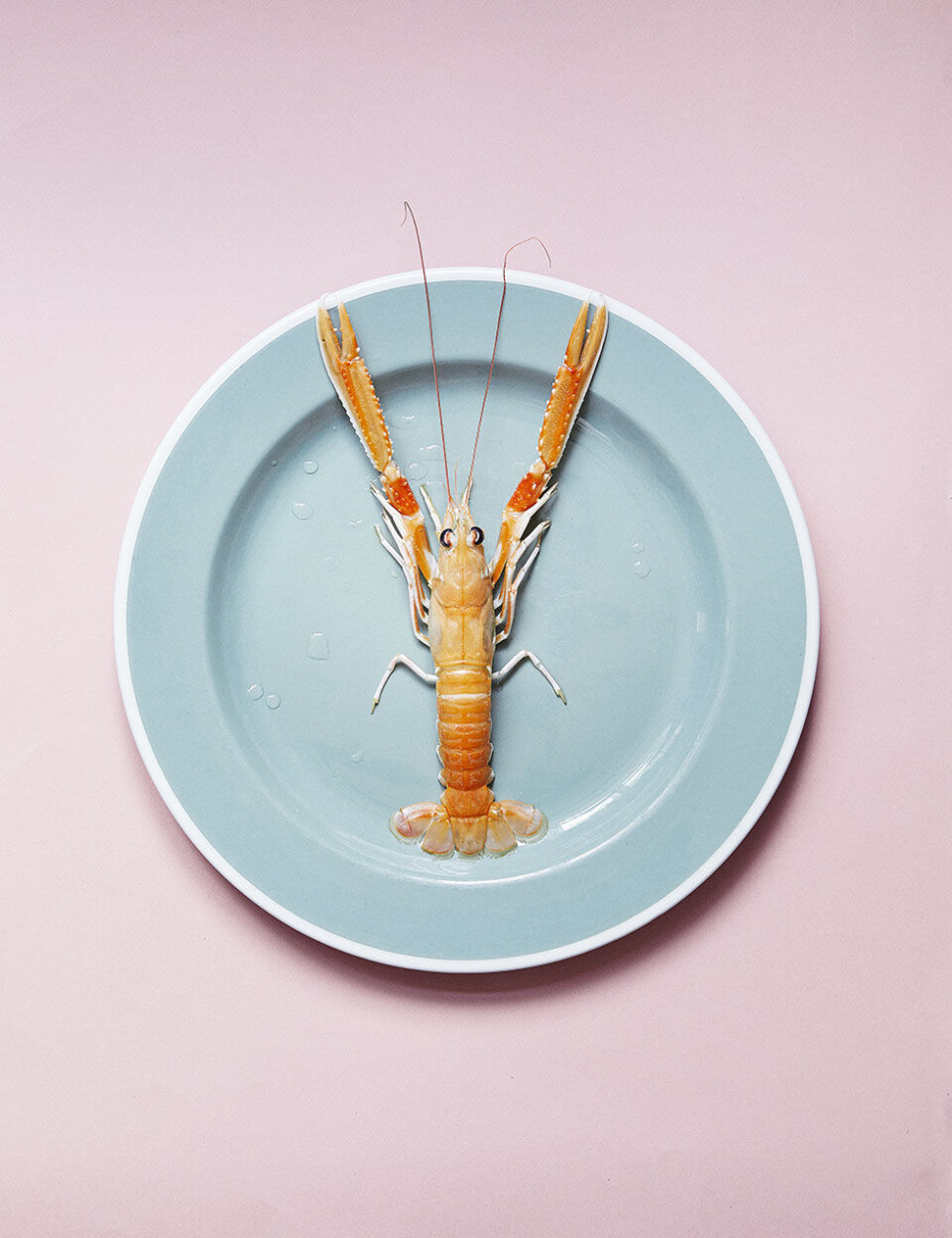 Opskrift: Sådan laver du den perfekte jomfruhummer-tortilla