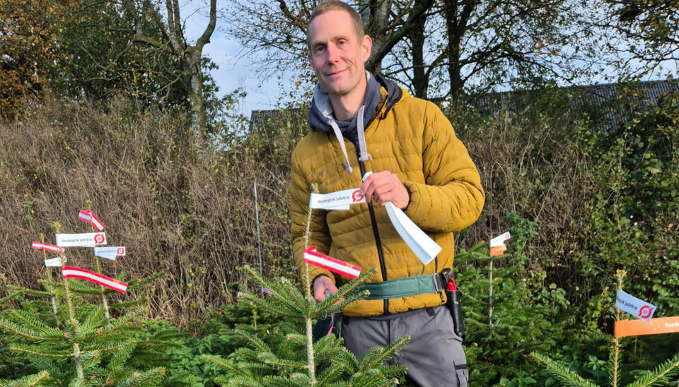 Johan er kendt som juletræskongen: ”Vi danske juletræssælgere er ved at ødelægge vores eget rygte”