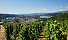 Sjælen af syrah-druen: 12 vine fra Côte Rôtie, du skal smage