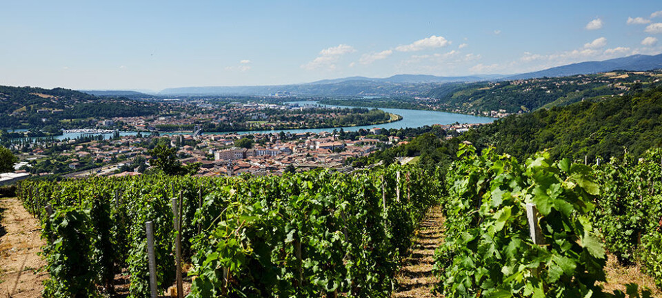Sjælen af syrah-druen: 12 vine fra Côte Rôtie, du skal smage