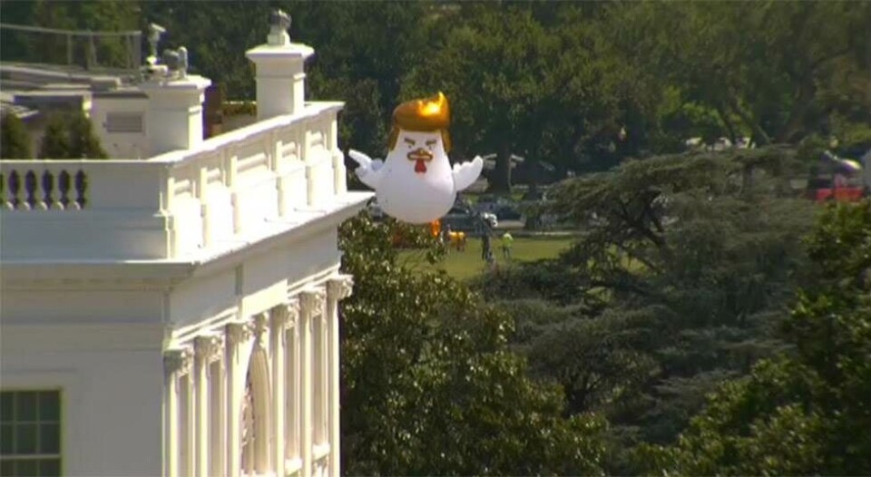 Trump Chicken