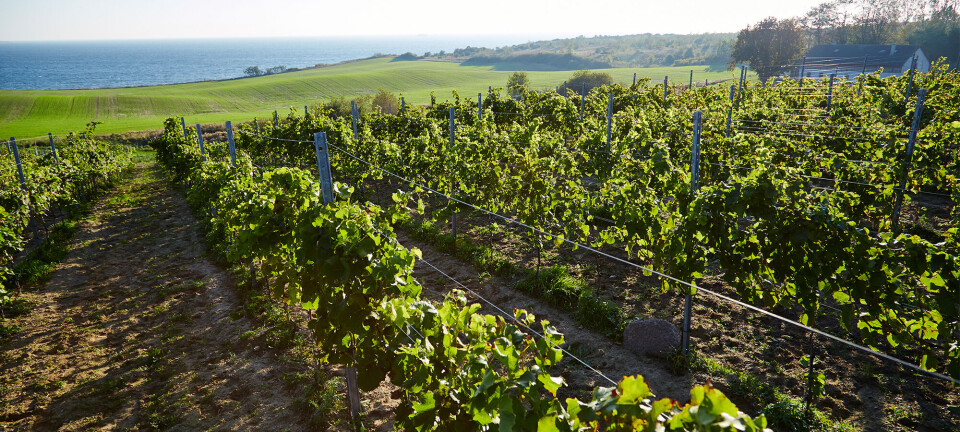 Tivoli sætter fokus på danskproduceret vin
