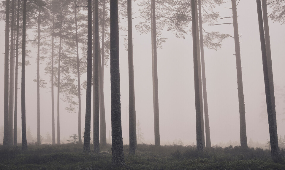 Ny foto-udstilling af anerkendt dansk fotograf