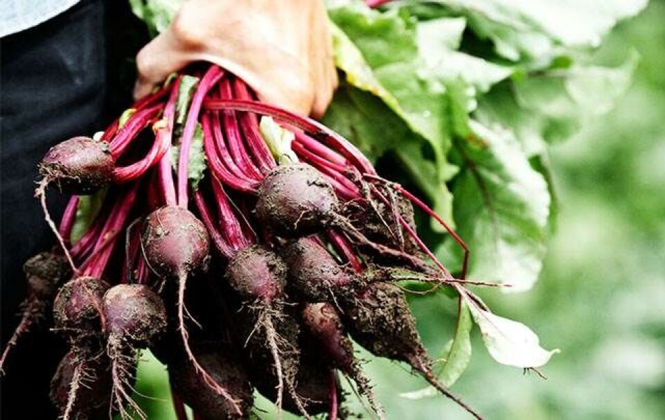 'Rygterne om det nynordiske køkkens snarlige død er stærkt overdrevet'