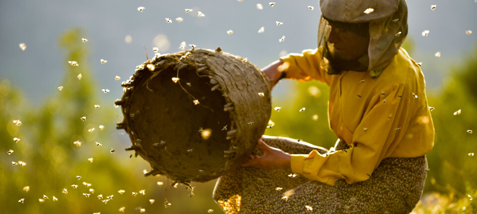 Ugens kulturanbefaling: Sønderjysk bold, billig charter og en dokumentar, der får dig ud af reality-sumpen