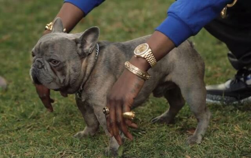 Rapper møder verdens dyreste hund: Fransk bulldog er over en halv million kroner værd