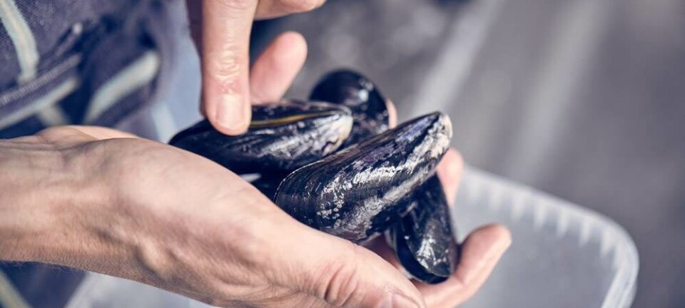 Lær at lave pasta med blåmuslinger på under 2 minutter