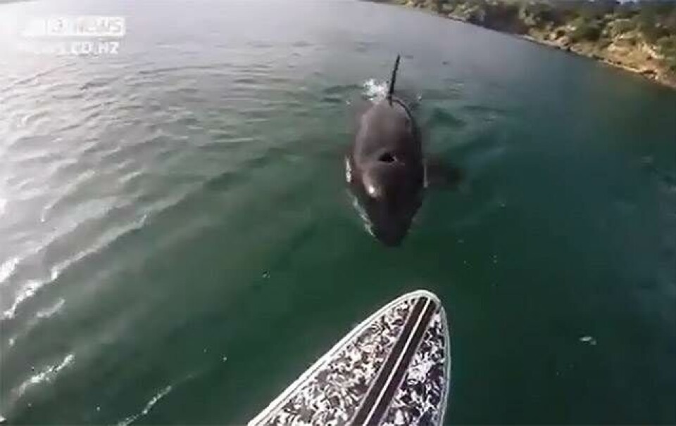 Surfer møder legesyg spækhugger
