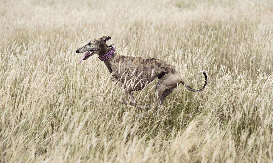 Galgo