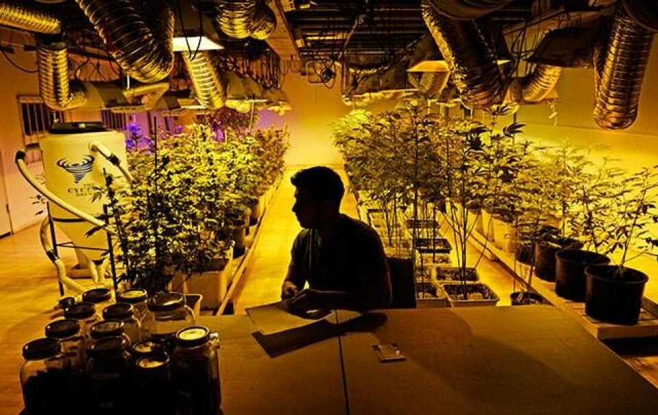 Pot.com-bølgen ruller i USA