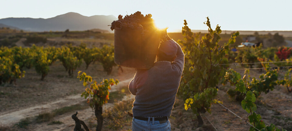 Rioja – store vine fra Spaniens historiske vinområde