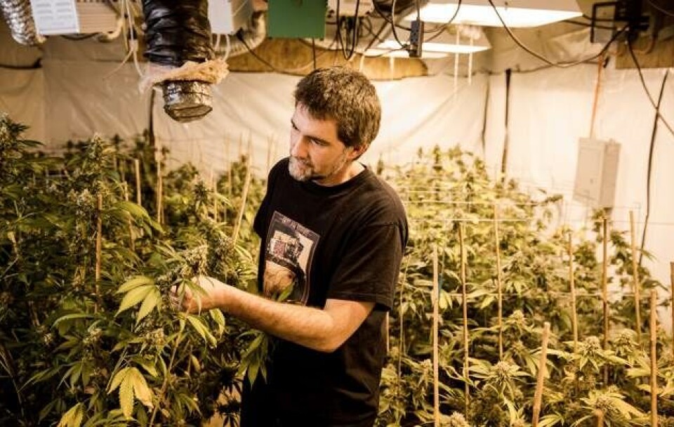 Potkrigen i Californien: ”Marihuana er den del af vores DNA'