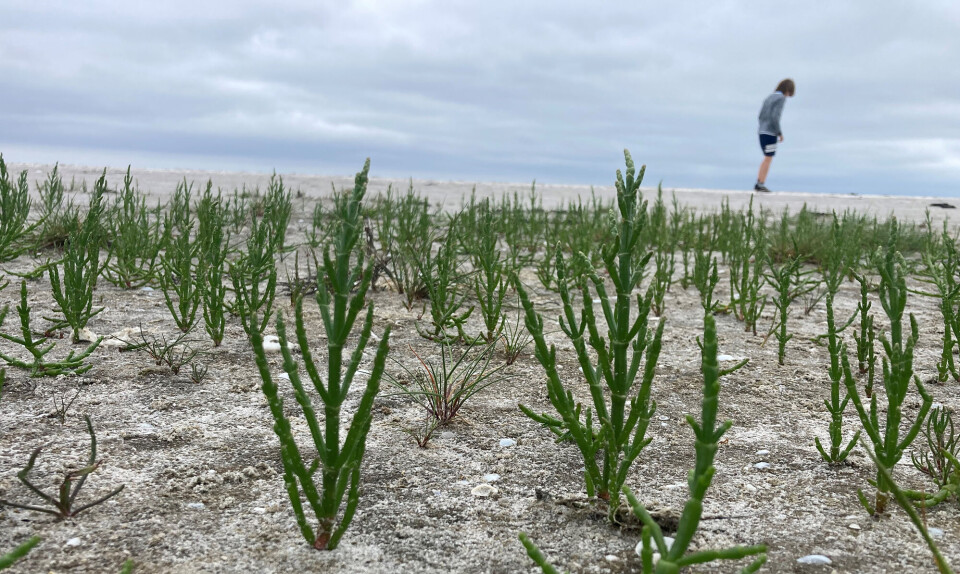 ’Søn af alt der gror’ plukker salturt på hemmelig strand i Djursland: ”Her stopper tidsrammerne”
