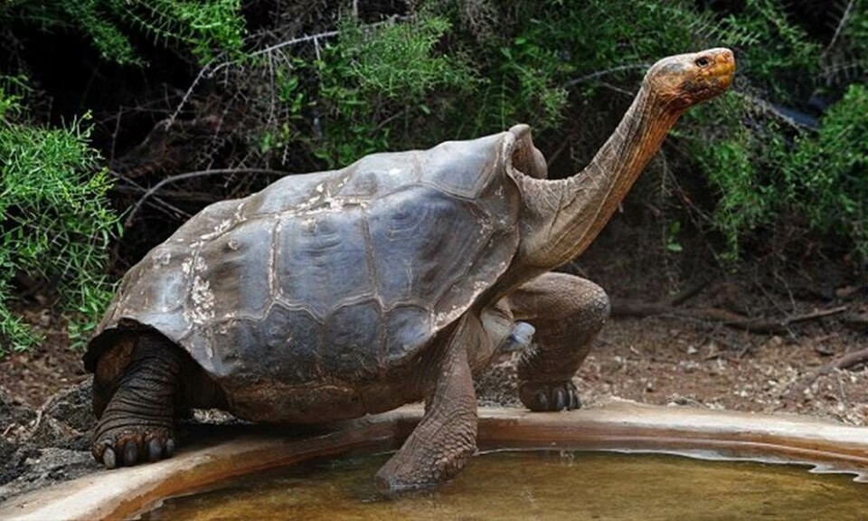 Diego Tortoise Española