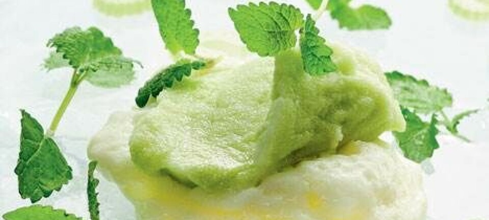 Sorbet af bladselleri og citronmelisse med mælkesifon