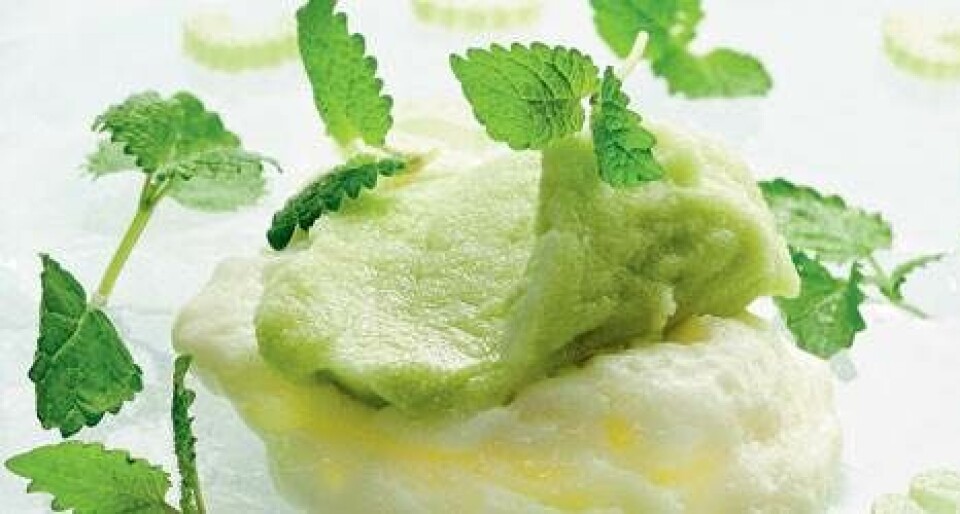 Sorbet af bladselleri og citronmelisse med mælkesifon