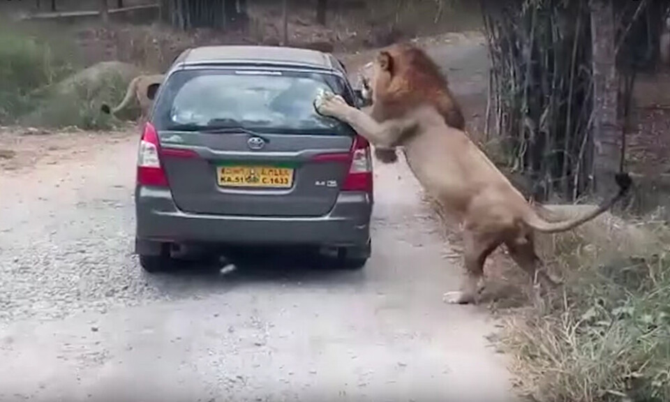 Løve safari angreb