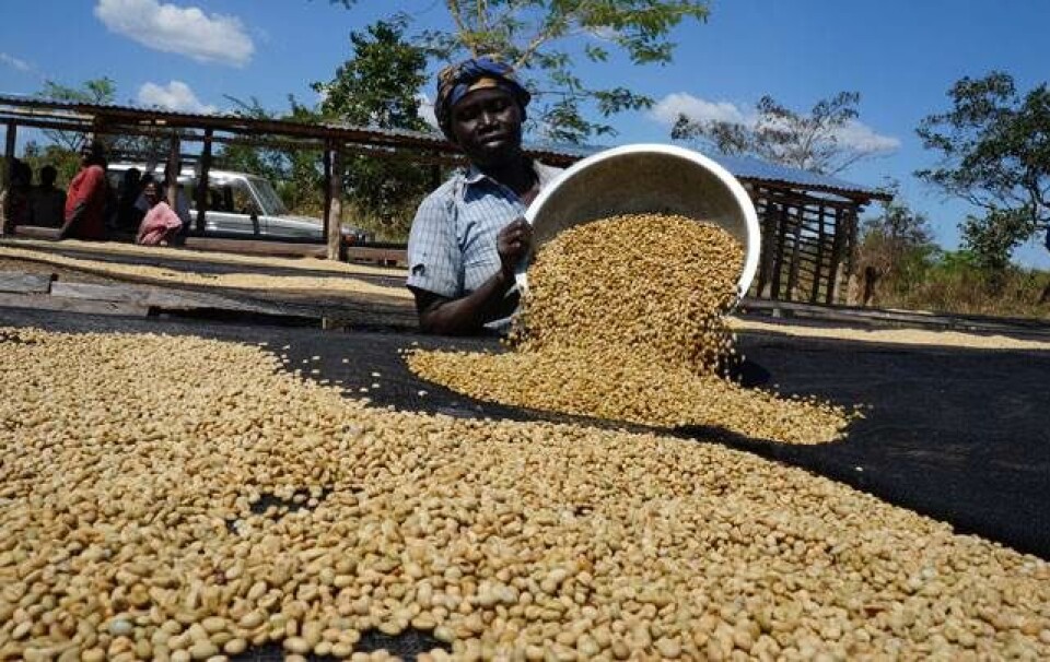 Den allerbedste kaffe kommer fra en helt unik ”smags-finish”