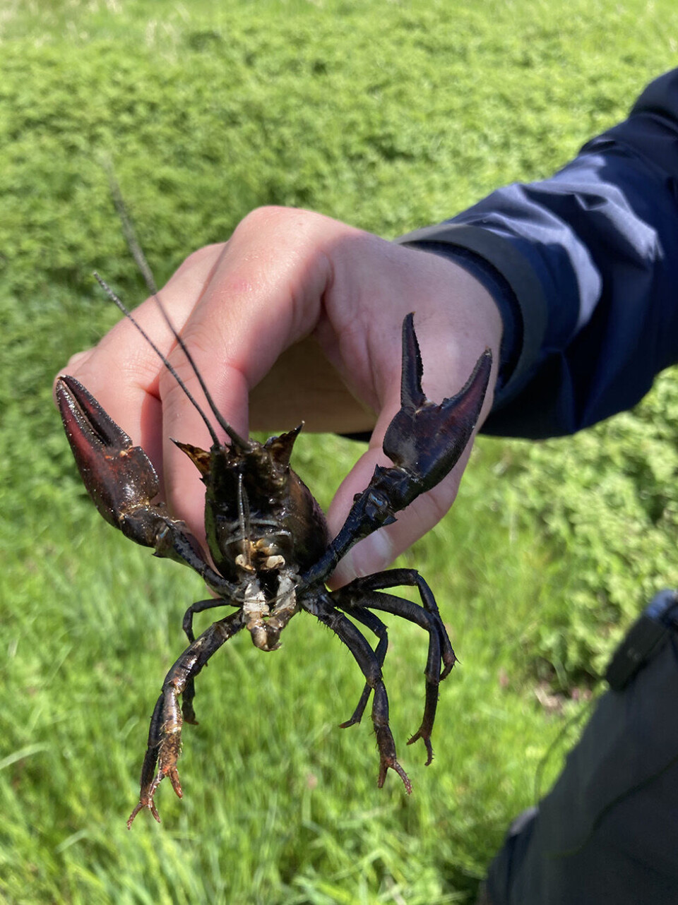 ’Søn af alt der gror’: Kronjysk krebsejagt i kærtidslens skygge