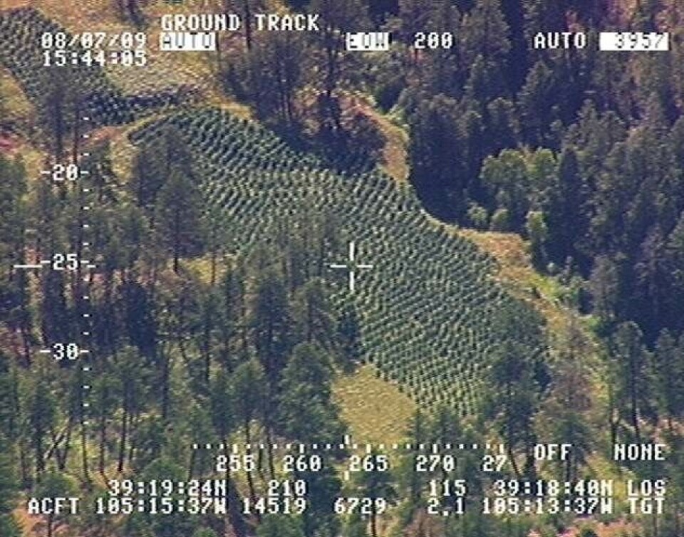 Potkrigen i Californien: ”Marihuana er den del af vores DNA'