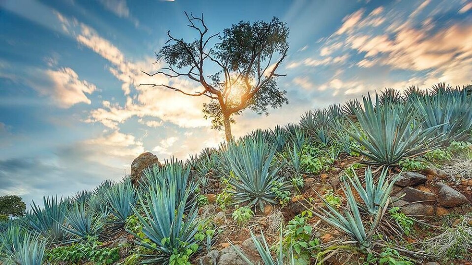 Barchef: Der skal tequila i din cocktail til sommer
