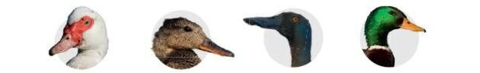 Her er den perfekte opskrift på and