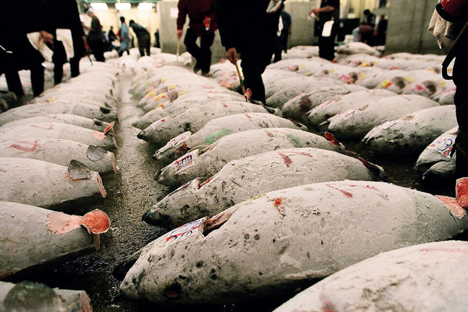 Et år i lære som sushikok i Japan: Tunauktioner, fiskerensning og arbejdsdage på 17 timer