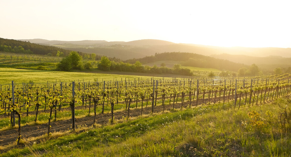 8 grüner veltliner-vine fra Østrig, du bør prøve