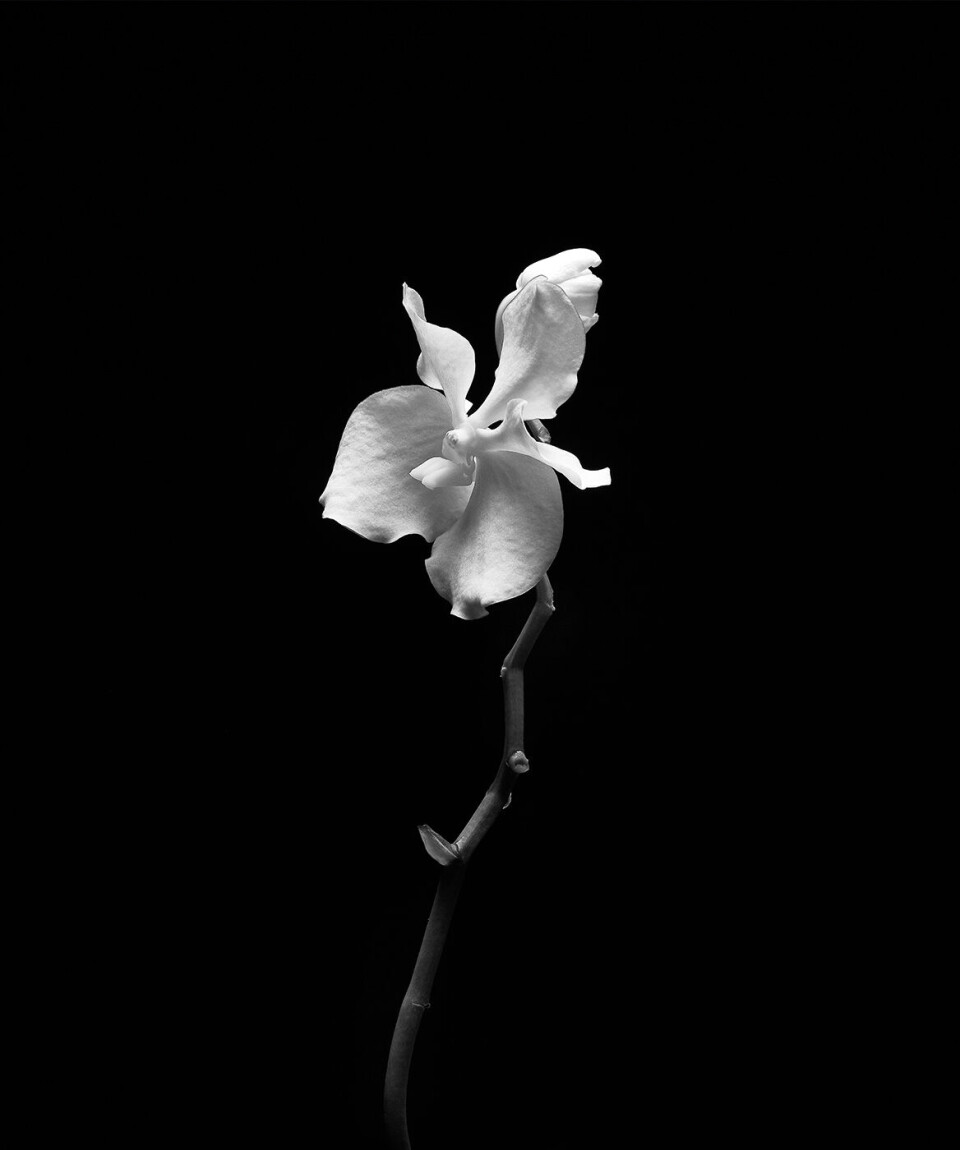 Ny foto-udstilling af anerkendt dansk fotograf