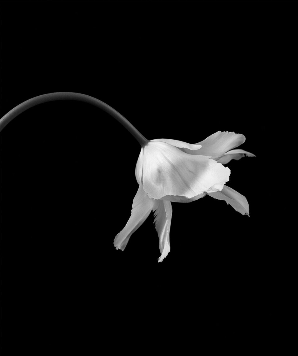 Ny foto-udstilling af anerkendt dansk fotograf