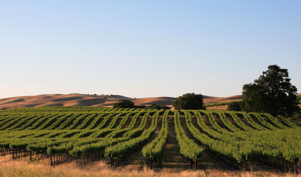8 pinot noir fra Californien, du skal smage