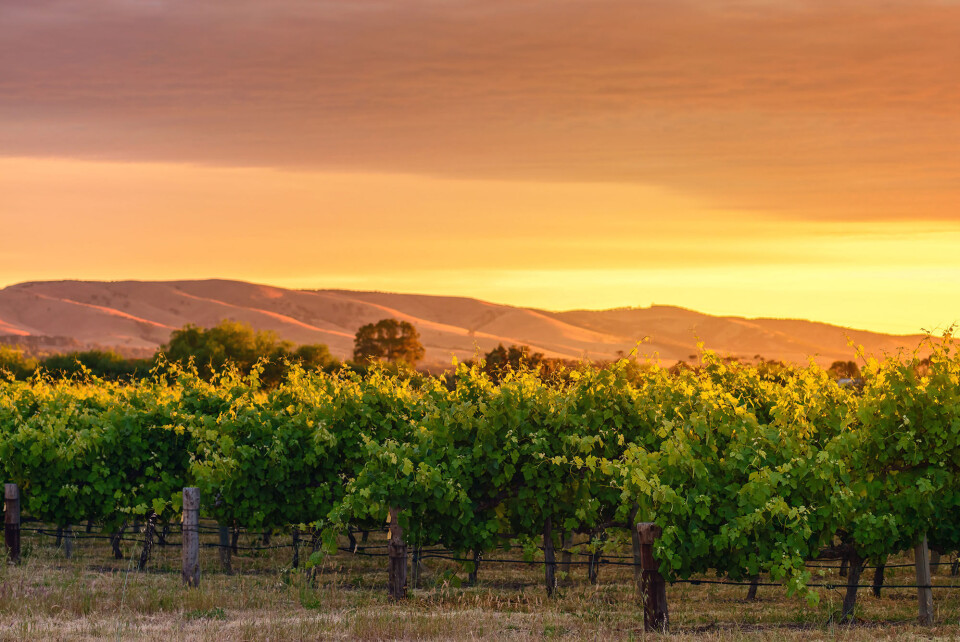 7 shiraz-vine fra Australien, du skal prøve