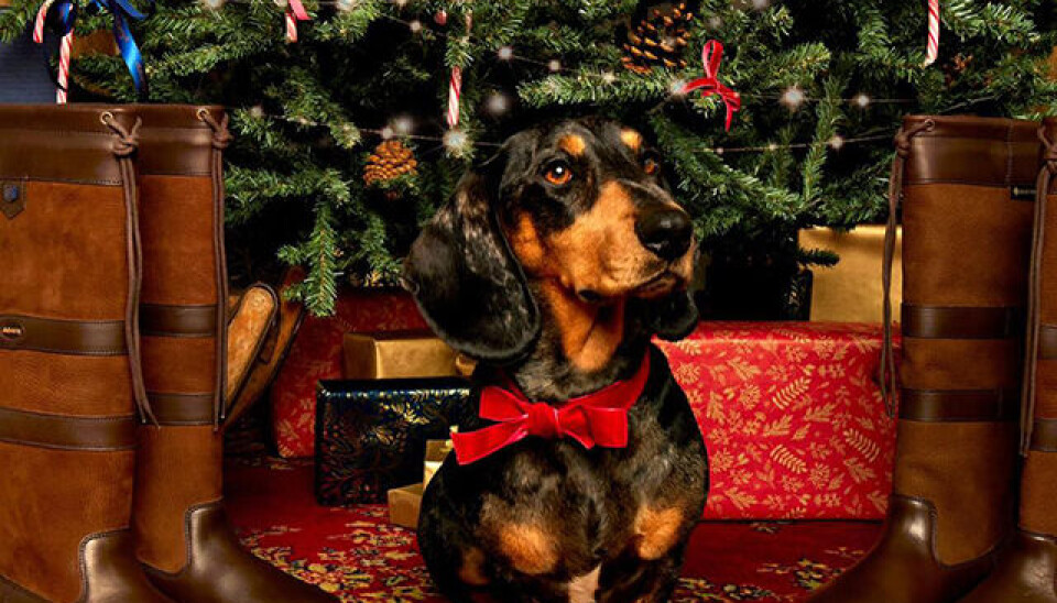 Hjælp til julegaverne: Her er 7 ting, der gerne må ligge under træet