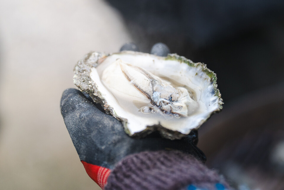 I Limfjorden vokser stillehavsøstersen side om side med blåmuslinger og tang.
