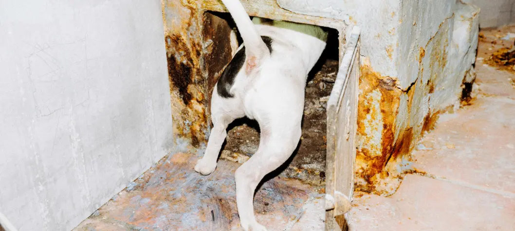 Mød Holger: Hunden, der lever af at dræbe rotter på Frederiksberg
